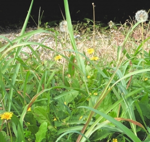 秋にたんぽぽ発見 綿毛で恋占いもできるたんぽぽの花言葉は 愛の神託 当たる電話占い アクシア