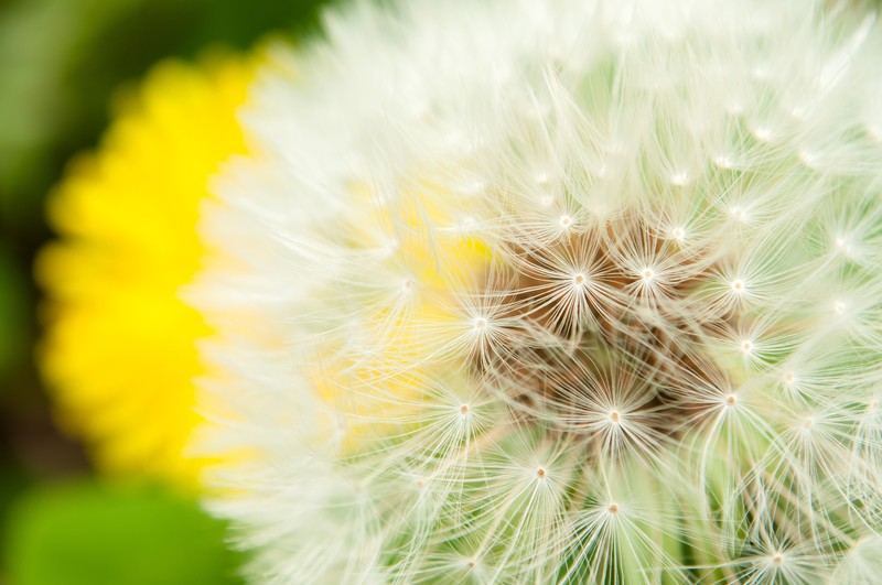 秋にたんぽぽ発見 綿毛で恋占いもできるたんぽぽの花言葉は 愛の神託 当たる電話占い アクシア