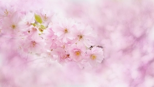 １桜