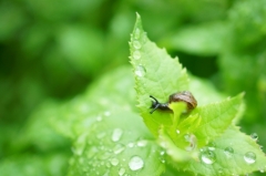 梅雨