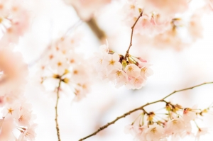 桜１