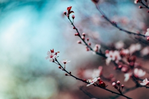 cherry-blossom-1209577_1920