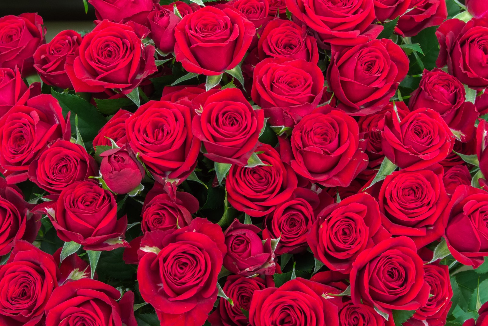 花言葉いろいろ １０８本の薔薇の花束の意味は 当たる電話占い アクシア
