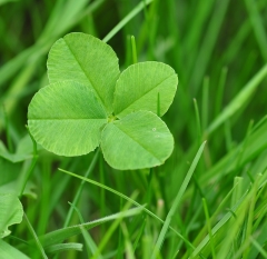 four-leaf-clover-711625_1280