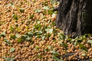 fruit-3696788_1920