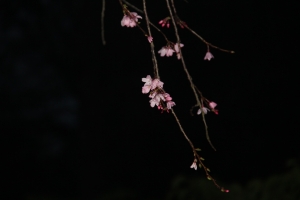 night-sakura-2467704_1920